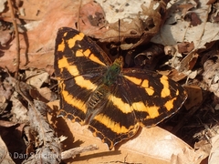 Symbrenthia lilaea formosanus