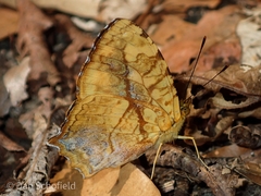 Symbrenthia lilaea formosanus