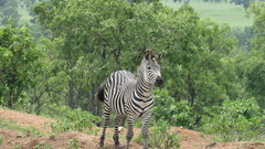 Equus quagga crawshayi