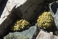 Vulpicida juniperinus