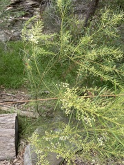 Acacia linifolia