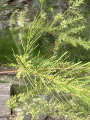 Acacia linifolia
