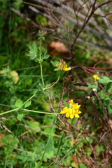 Lotus corniculatus corniculatus