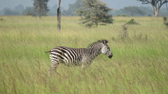 Equus quagga crawshayi