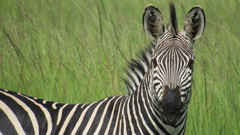 Equus quagga crawshayi