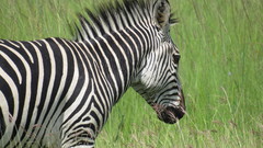 Equus quagga crawshayi