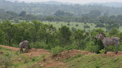Equus quagga crawshayi