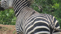 Equus quagga crawshayi