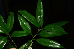 Lithocarpus