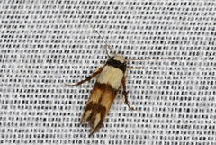 Stathmopoda pantarches