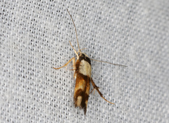 Stathmopoda pantarches