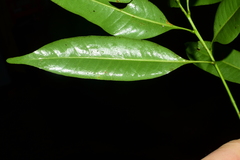 Lithocarpus