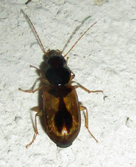 Amblystomus amabilis
