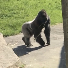 Gorilla