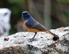 Phoenicurus frontalis