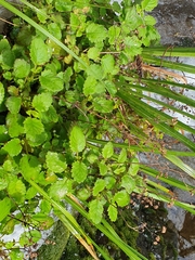 Jovellana sinclairii