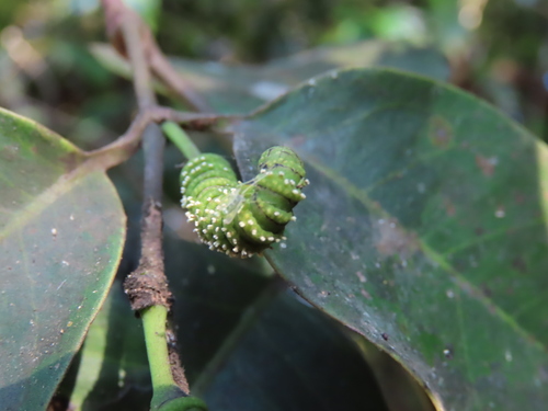 Gnetum parvifolium observed 2021-02-13
