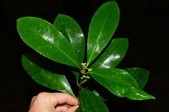 Skimmia