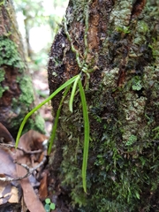 Sarcochilus hillii