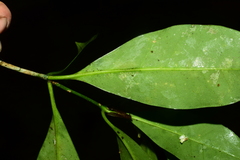 Skimmia