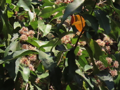Ixora brachiata