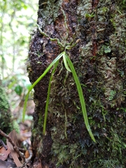Sarcochilus hillii