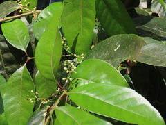 Olea dioica