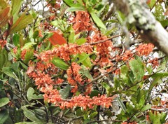 Satyria warszewiczii