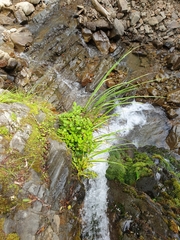 Jovellana sinclairii