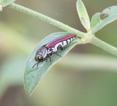 Agrilus pulchellus