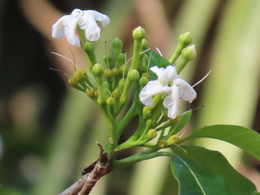 alternate-leaved crape jasmine