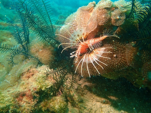 Lionfish