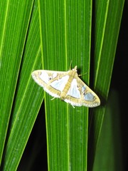 Glyphodes bivitralis