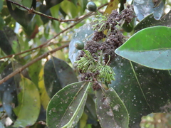 Psydrax umbellata