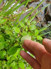 Jovellana sinclairii