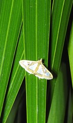 Glyphodes bivitralis