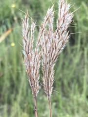 Andropogon appendiculatus