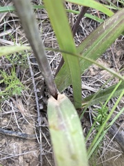 Andropogon appendiculatus