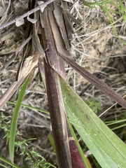 Andropogon appendiculatus