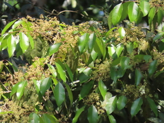Olea dioica