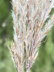 Andropogon appendiculatus