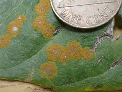 Cephaleuros virescens
