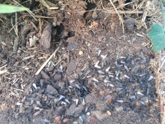 Chelaner antarcticus