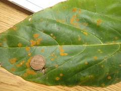 Cephaleuros virescens