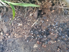 Chelaner antarcticus