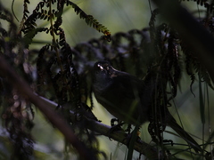 Pachycephala olivacea
