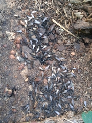 Chelaner antarcticus