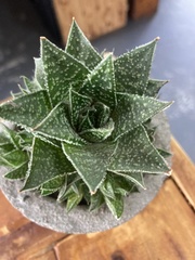 × Gasteraloe