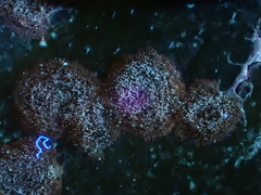 Cephaleuros virescens