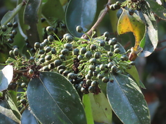 Psydrax umbellata